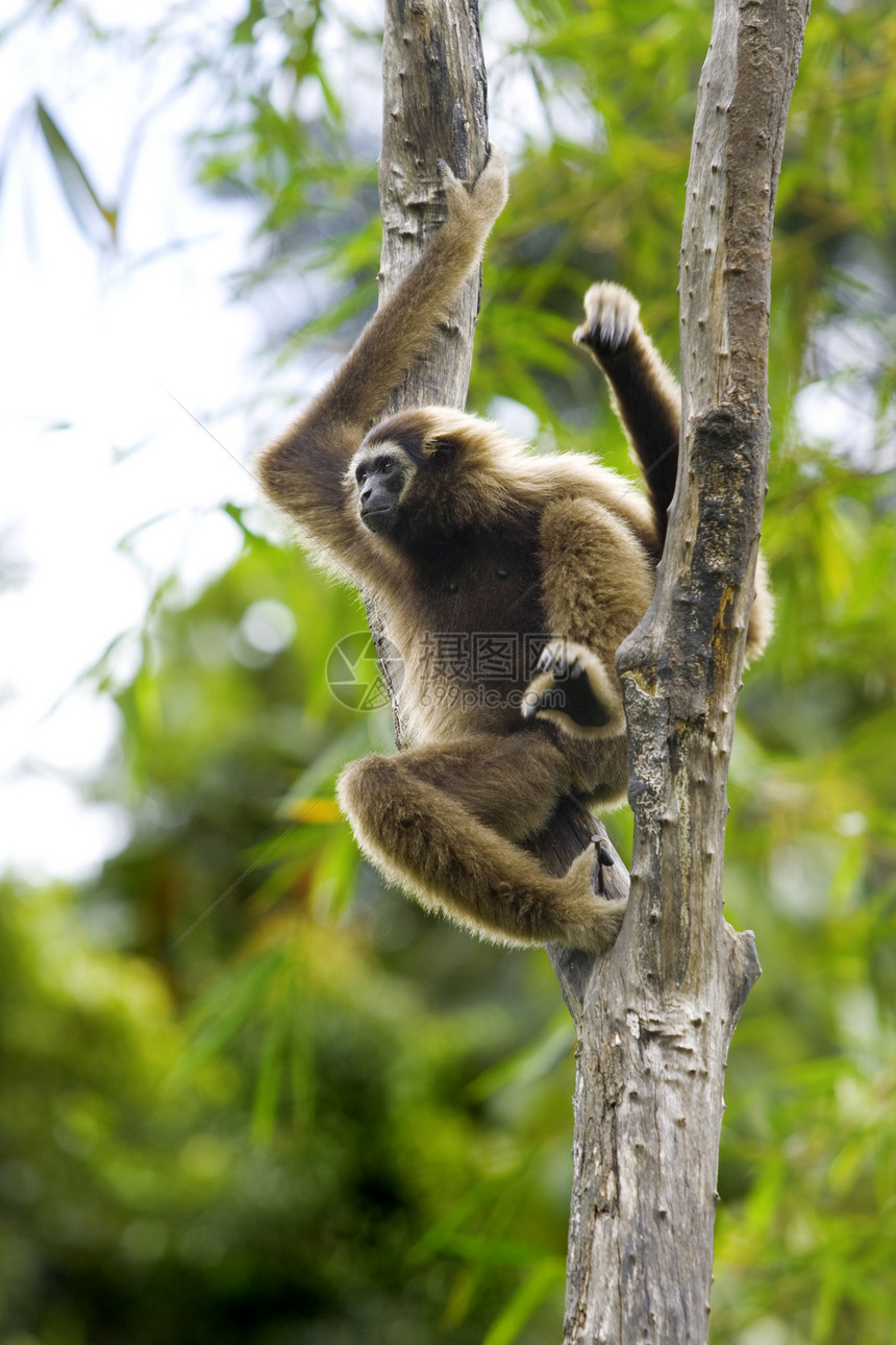 Gibbon 猴子旅行公园长臂猿异国红树树木国家丛林情调隐藏图片