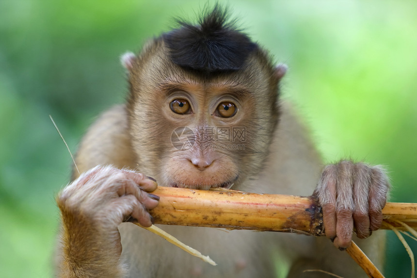 Macaque 猴子国家异国丛林公园婴儿猕猴红树情调孩子树木图片