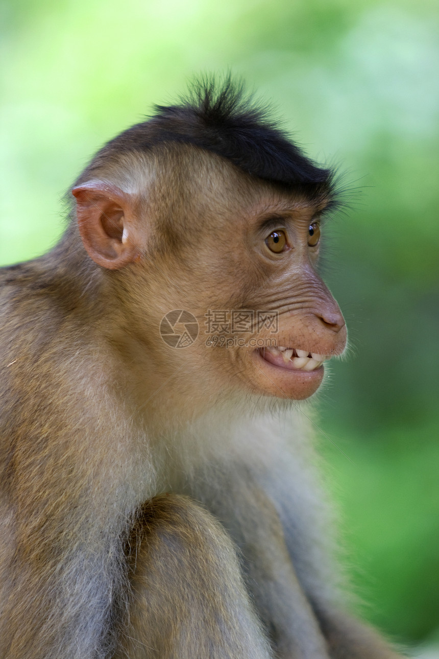Macaque 猴子树木情调公园旅行婴儿异国红树孩子国家猕猴图片