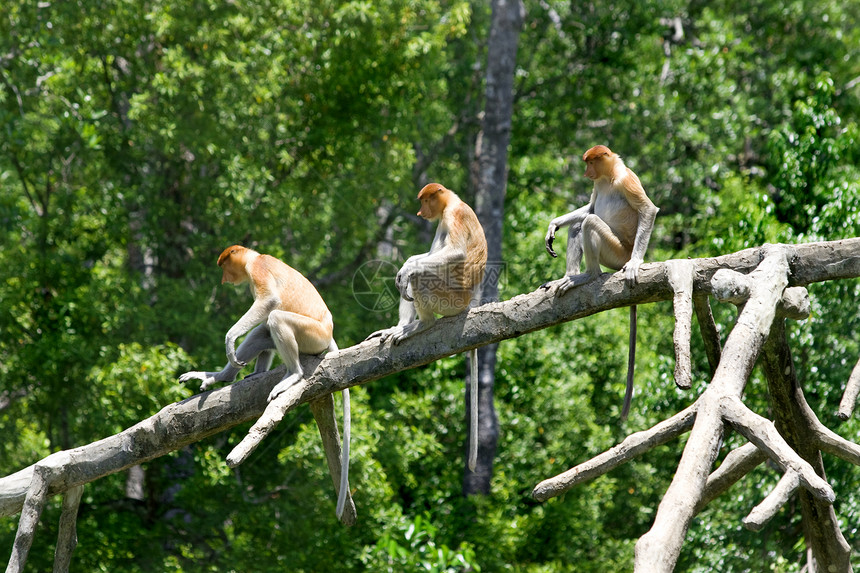 原磷猴团体旅行红树跳跃隐藏公园异国派对树木民族图片