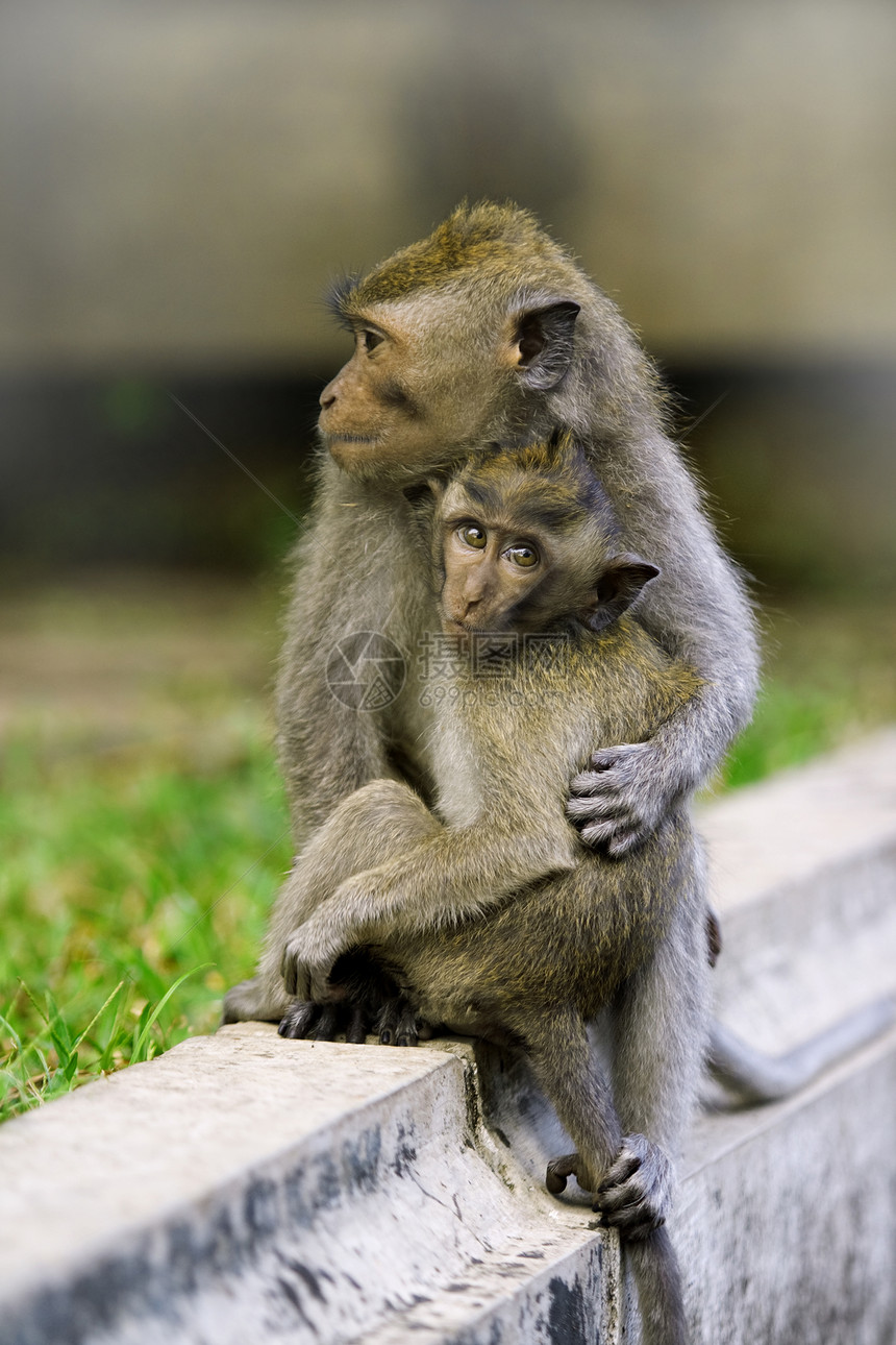 Macaque 猴子婴儿国家红树情调公园树木异国猕猴孩子旅行图片