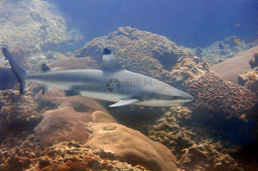 黑礁鲨鱼潜水黑色珊瑚眼睛游泳呼吸管海洋八龙黑鳍潜点图片