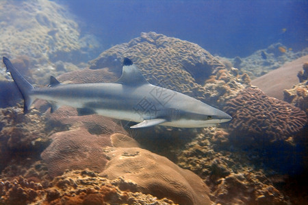 黑礁鲨鱼潜水黑色珊瑚眼睛游泳呼吸管海洋八龙黑鳍潜点高清图片
