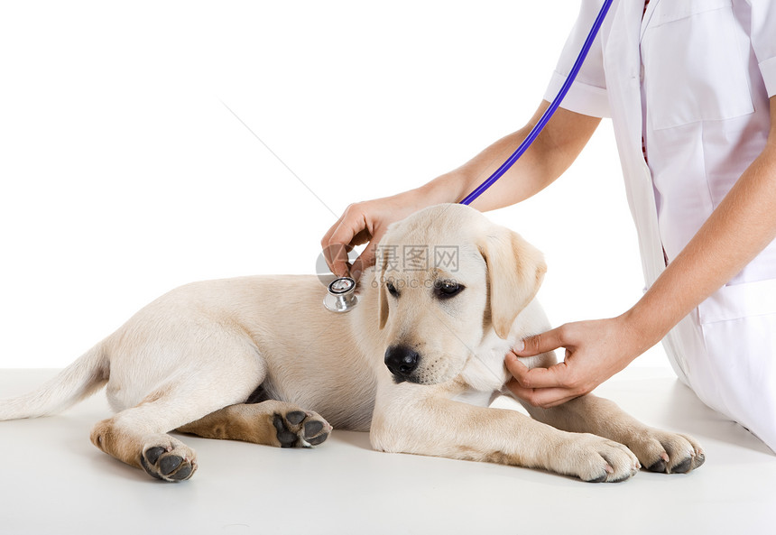 照顾狗的兽医学诊所工作女性成人诊断专家护士工人动物兽医图片