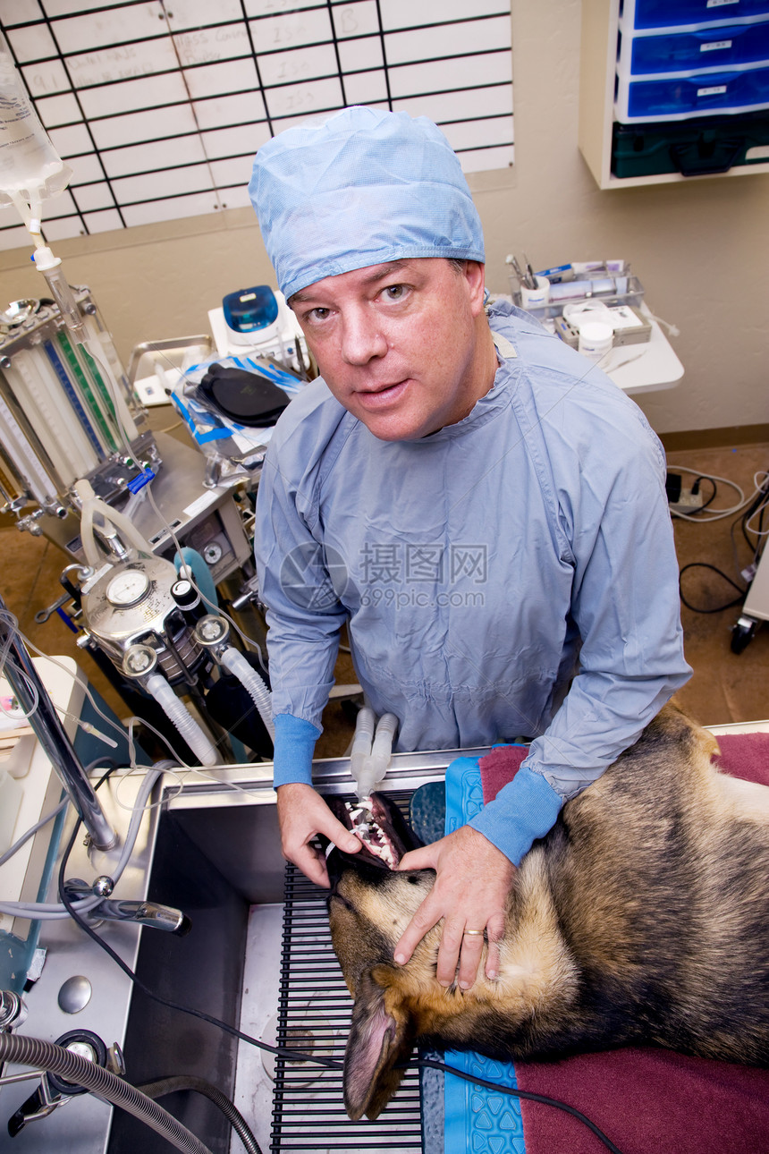 兽医和狗前期手术帽子程序哺乳动物诊所麻醉静脉卫生擦洗医院外科图片