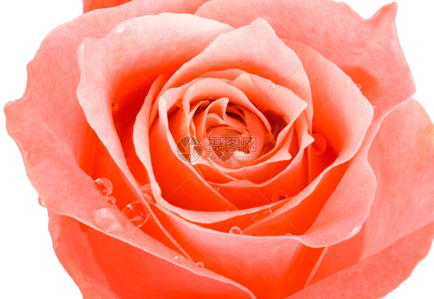 孤立的玫瑰花白色粉色花朵绿色礼物展示叶子玫瑰宏观花瓣图片