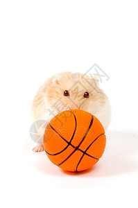 动物篮球素材小仓鼠在玩篮球(以球为重点)背景