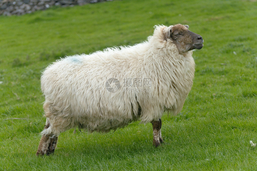 爱尔兰绵羊牧场爬坡场地绿色农业动物农村农场乡村内存图片