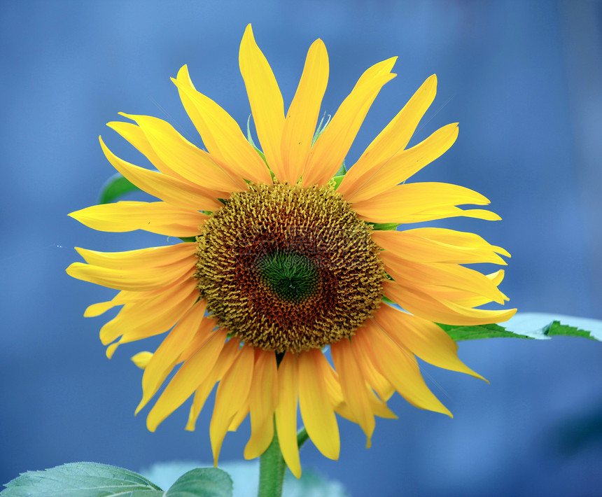 植物 向日葵太阳收成播种机农作物菊花图片