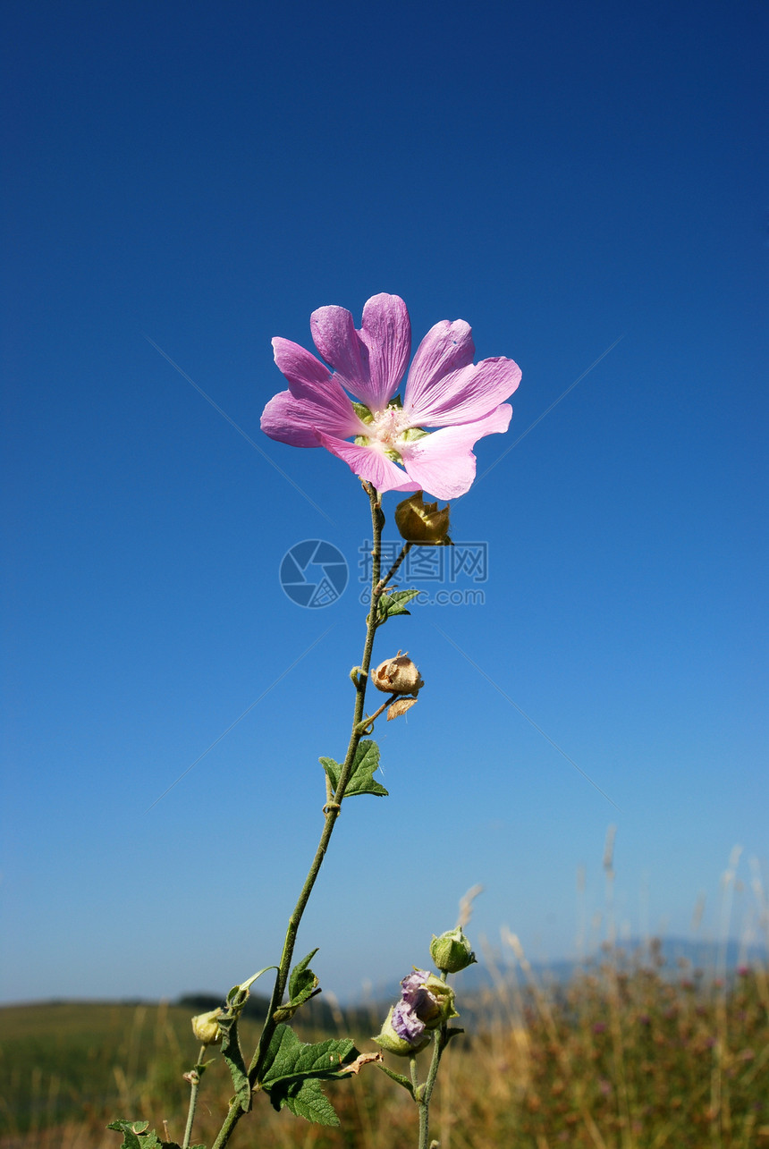 野牛站在天空对面植物植物群圣杯野生动物叶子宏观蓝色植物学花瓣粉色图片