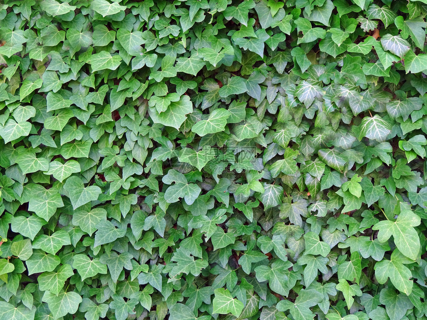 绿长河叶植物学藤蔓爬行者绿色植物生长叶子蠕变图片