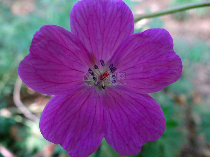 铬酸盐植物花园乡村粉色院子植被花瓣季节宏观条纹图片