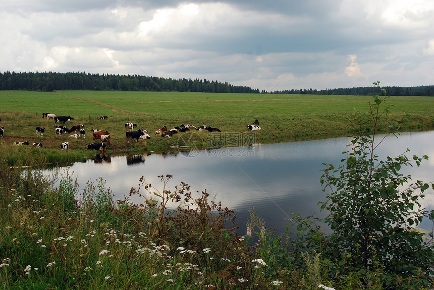 牧牛群在田野放牧绿色奶牛农田动物农场乡村牧场奶制品黑色农村图片