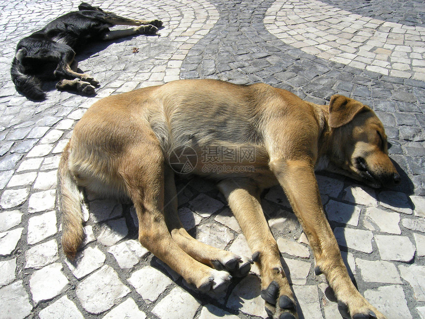 两只狗在睡觉爪子路面犬科流浪汉外套黄色毛皮黑色石头家犬图片
