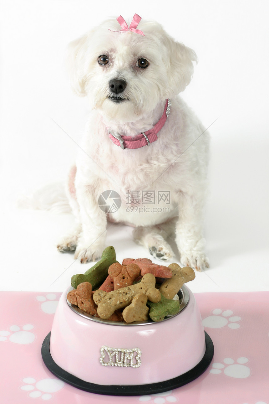 流浪狗饼干食物奢华哺乳动物白色宠物毛皮动物猎犬图片