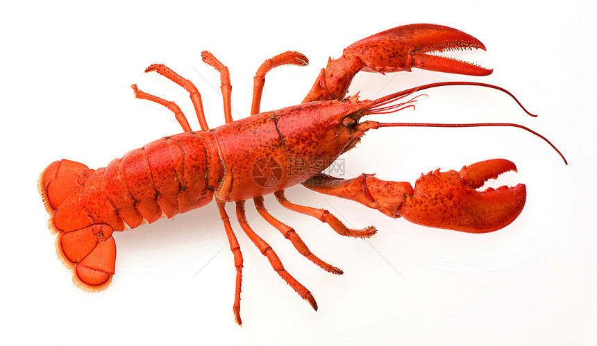 龙虾红色食物动物营养品橙子甲壳白色脊椎动物图片