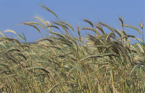 大麦的一个字段植物农业灌浆场地收成食物绿色生长谷物耳朵背景图片