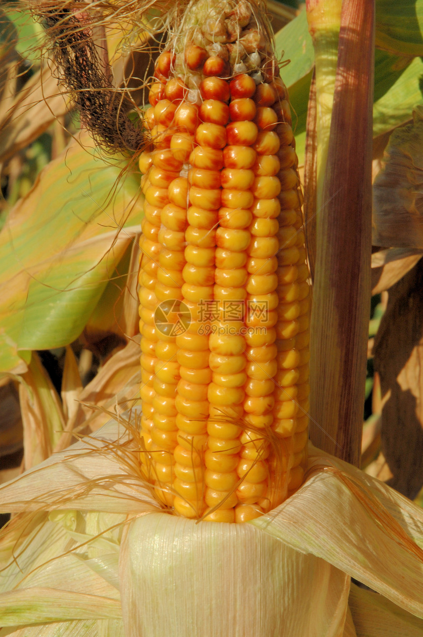 开裂玉米场地粮食农场农业食物生长谷物收成图片