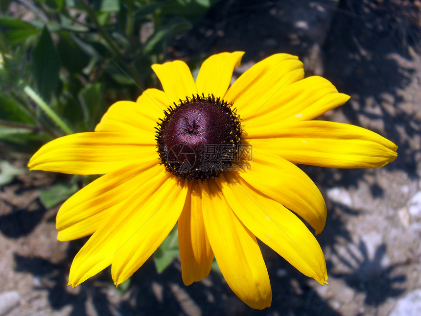 Rudbeckia 兰西尼亚塔菊科植物图片