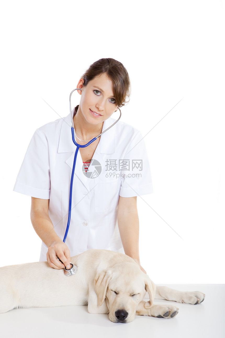 照顾狗的兽医学医院助手宠物猎犬职业商业关爱护士微笑检查图片