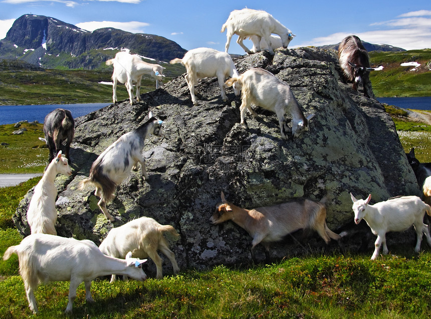 挪威的山羊图片