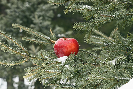 红苹果白色红色新年绿色一张照片松树背景背景图片