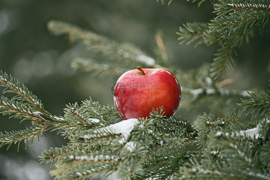 红苹果照片红色绿色白色背景新年一张照片松树图片