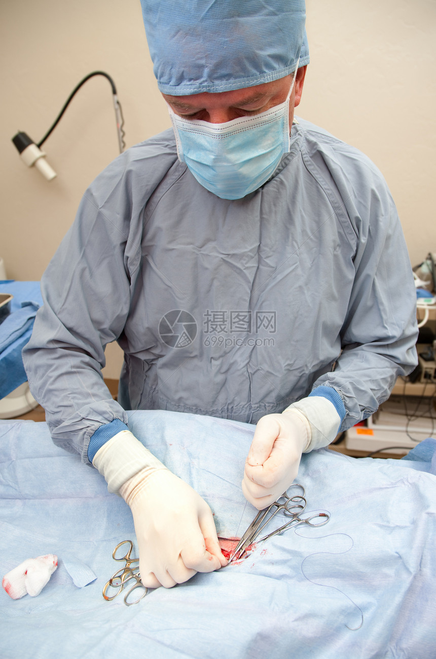 在狗身上实施绝育手术的异性恋者切口消毒医生保健程序诊所外科哺乳动物职业中性图片