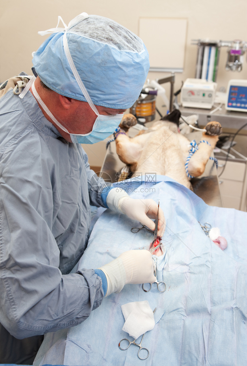 在狗身上执行内肠手术的异性恋者卫生中性夹钳帽子消毒程序管子哺乳动物动物保健图片