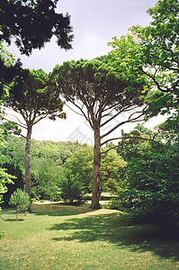绿树木头公园叶子天空花园草地蓝色犯罪空地植物背景图片