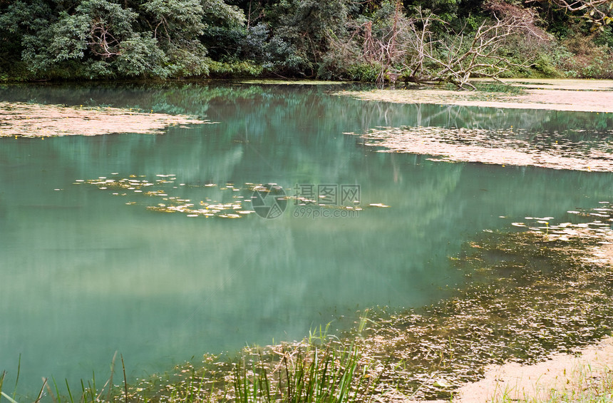 风景植物荒野森林辉光池塘太阳场景国家环境木头图片