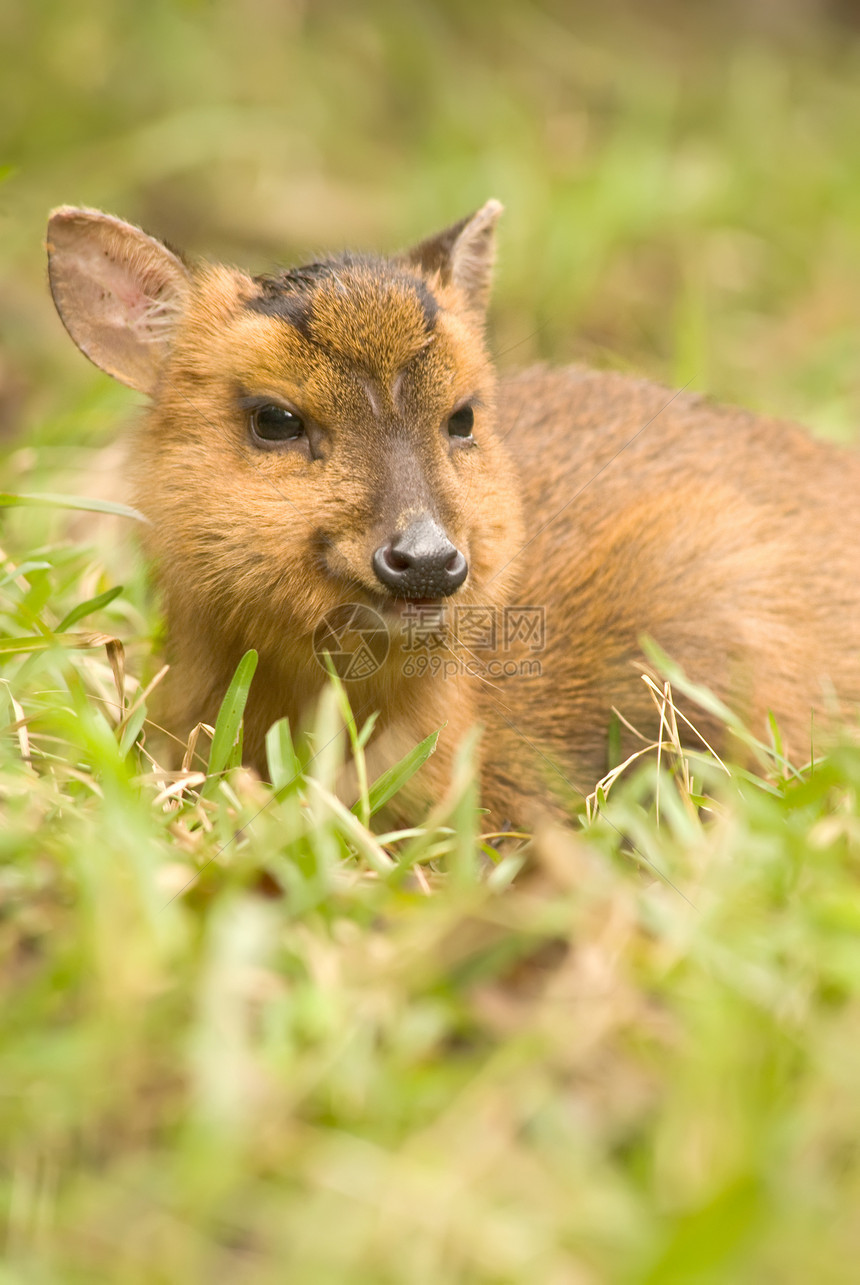 野鹿肖像荒野活动鼻子动物毛皮身体草原手表国家耳朵图片