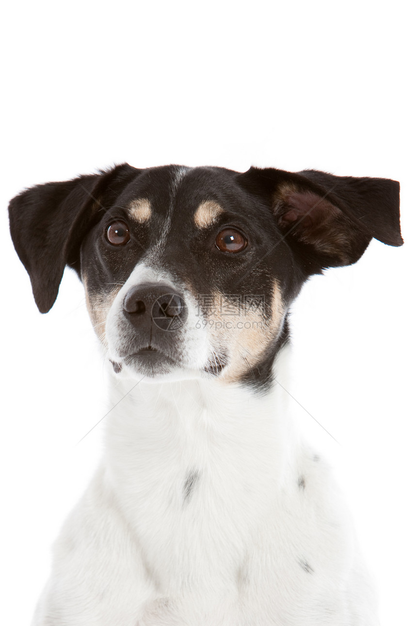 好奇狗狗动物宠物犬类耳朵图片