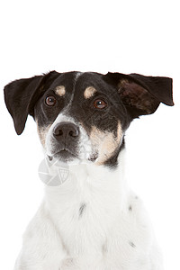 好奇狗狗动物宠物犬类耳朵背景图片
