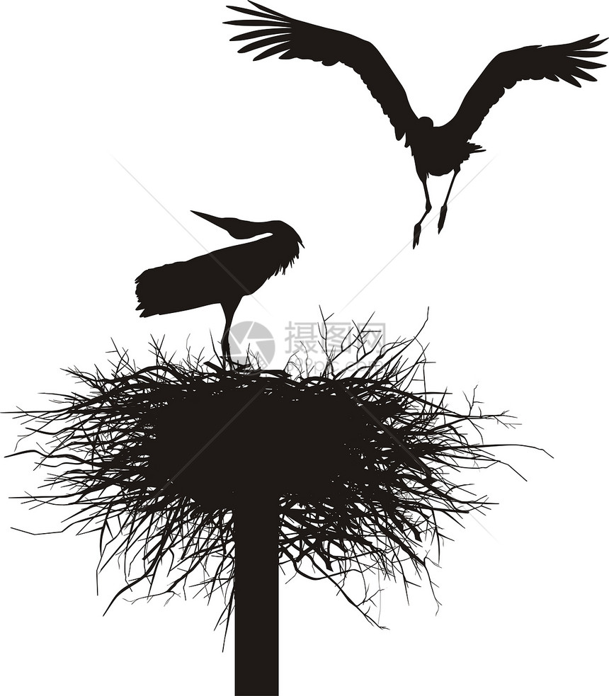 巢中的斯托克沼泽羽毛动物群订婚黑色野生动物白色移民荒野涉水图片