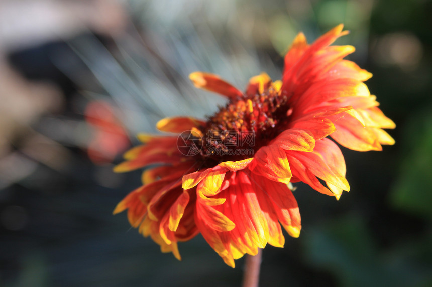 Daisy 花朵花园阳光宏观时间季节季节性团体太阳阳光照射晴天图片