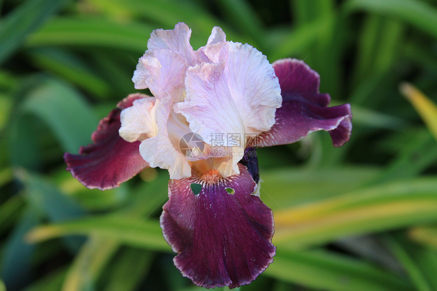 Iris 鲜花分支机构植物季节性宏观紫色阳光照射太阳花园绿色阳光图片