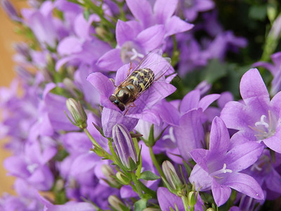 鲜花蜜蜂背景图片