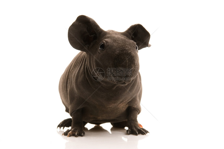 瘦小豚鼠猪生活胡须毛皮绒毛哺乳动物动物鼻子朋友仓鼠耳朵图片
