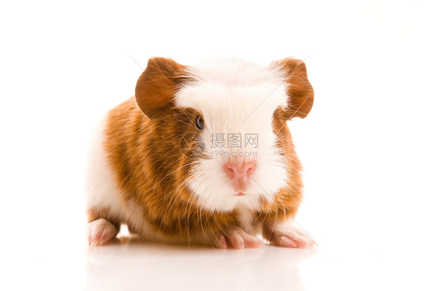 婴儿实验性小猪反射鼻子毛皮食物头发红色宏观宠物沙鼠新生图片