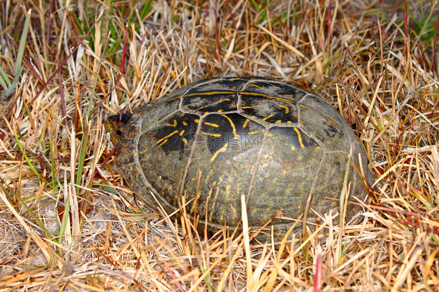 佛罗里达海龟盒子爬虫生物学公园乌龟疱疹动物沼泽地生物动物群图片