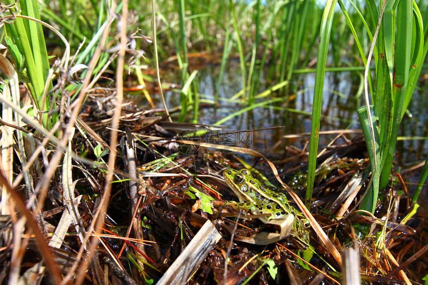 北豹蛙青蛙生物学生态国家环境动物两栖湿地疱疹森林图片