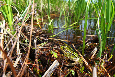 北豹蛙青蛙生物学生态国家环境动物两栖湿地疱疹森林高清图片