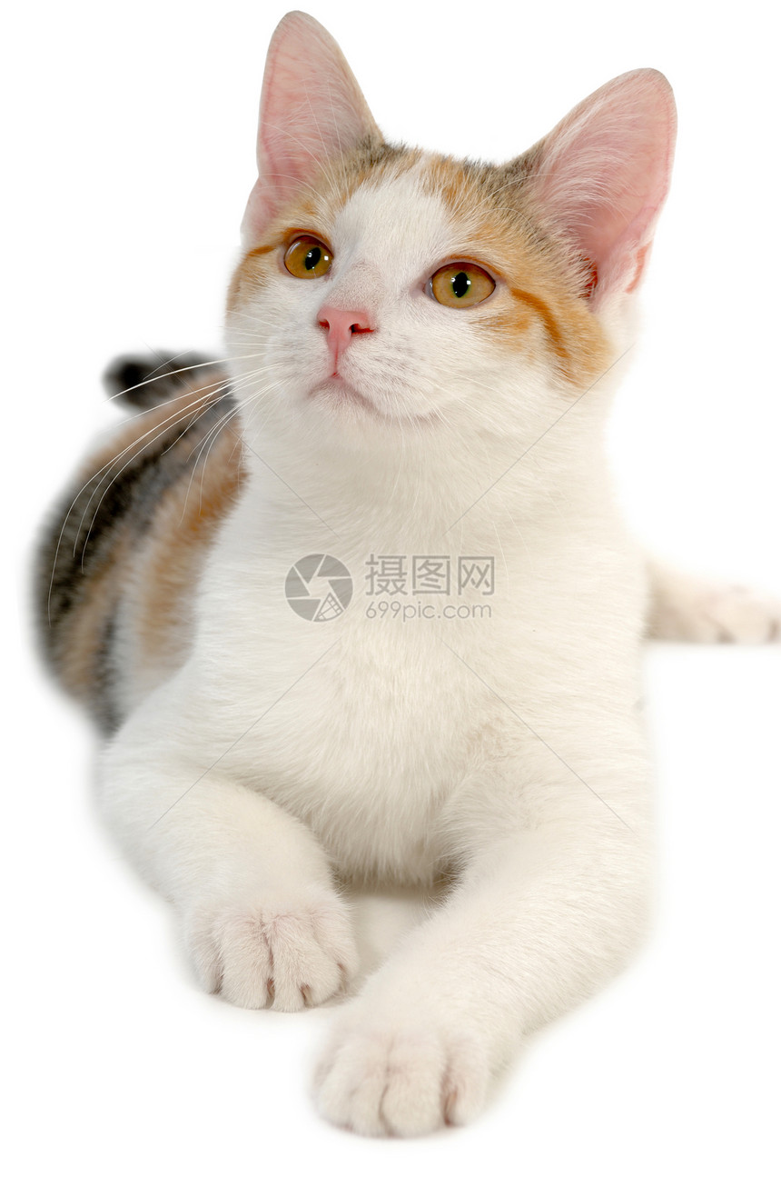 白色背景上的猫头发动物群乐趣猫咪眼睛动物姿势晶须条纹鼻子图片