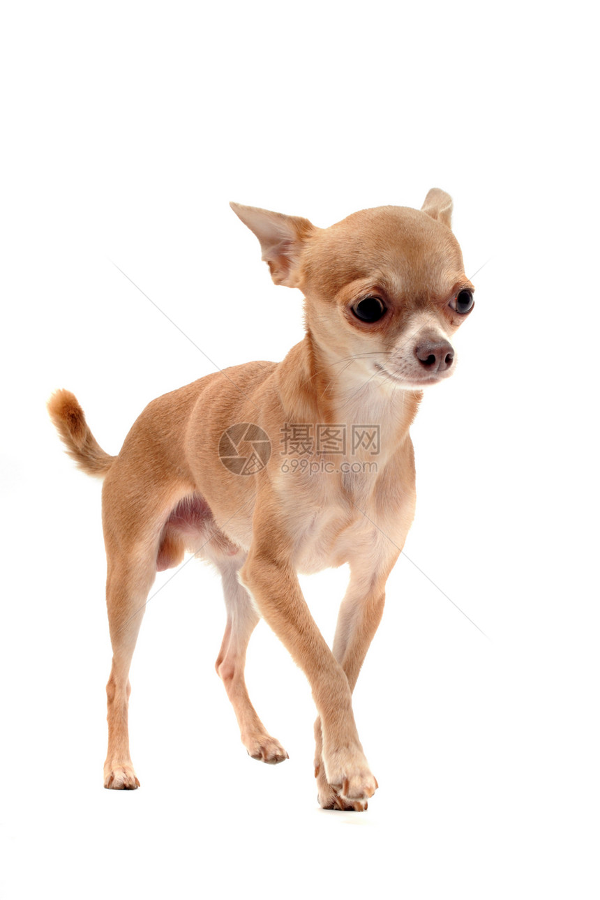 小狗吉娃娃犬类伴侣动物宠物棕色白色工作室图片
