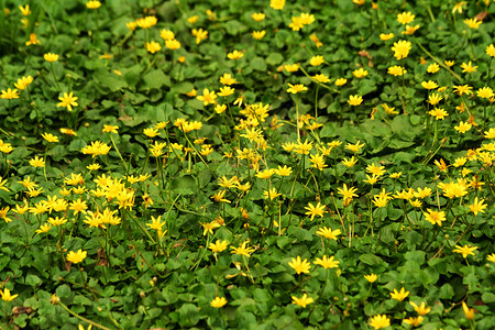 明黄色绿黄野花水平场地荒野植物群植物背景图片