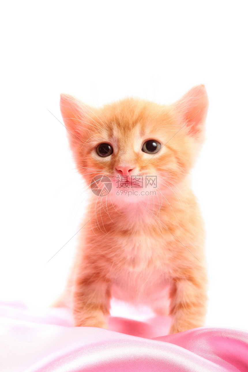 小可爱小猫咪红色个性粉色动物柔软度哺乳动物爪子头发毛皮眼睛图片