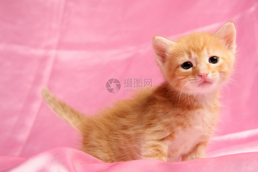 小可爱小猫咪柔软度宠物尾巴毛皮哺乳动物红色小猫耳朵猫科动物爪子图片