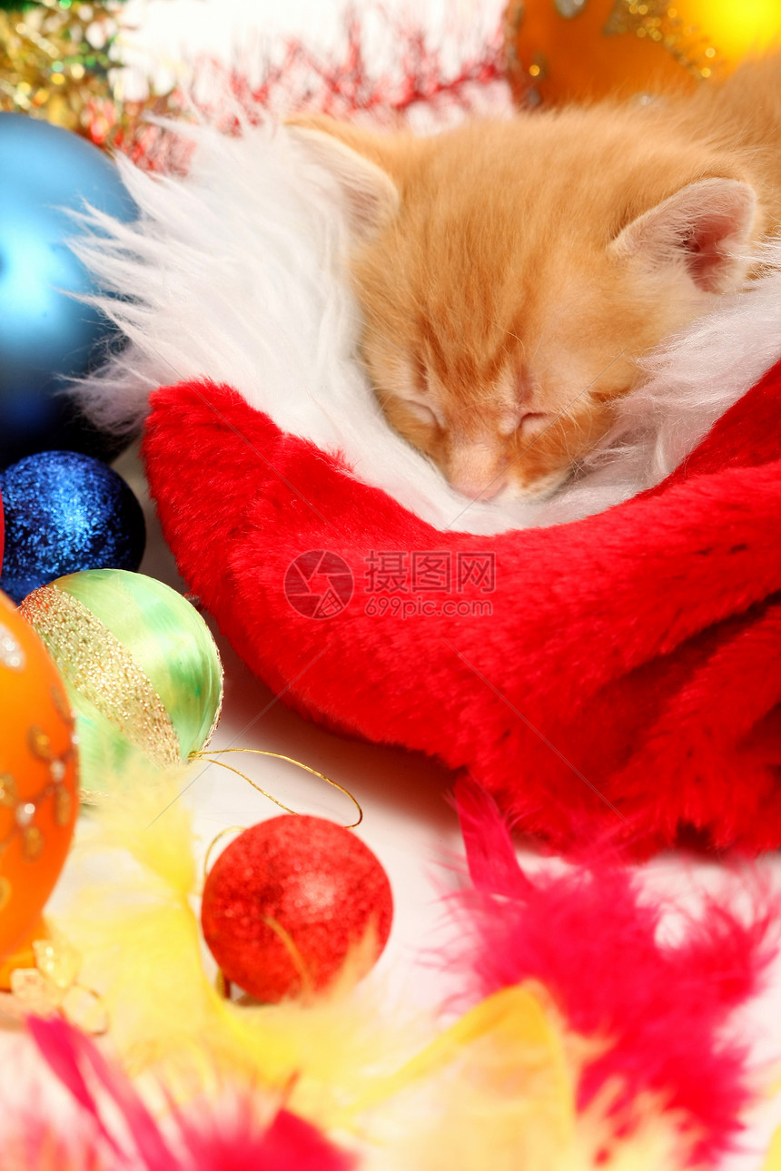 小小猫和圣诞装饰品艺术猫咪礼物装饰毛皮小猫玻璃庆典白色黄色图片