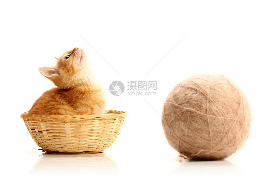 小小猫在草篮里头发好奇心哺乳动物篮子毛皮猫科动物柔软度小猫纺织品耳朵图片